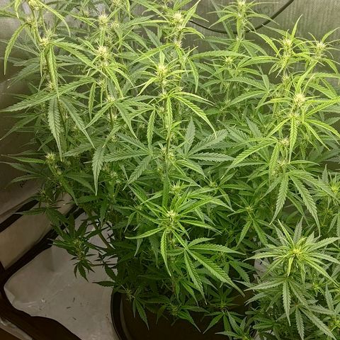 Gorilla Cookies #1 growlog timeline photo