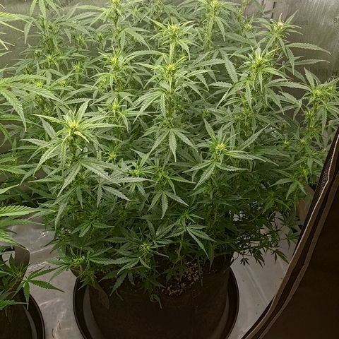 Gorilla Cookies #2 growlog timeline photo
