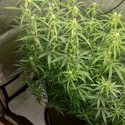 Gorilla Cookies #1 growlog timeline photo
