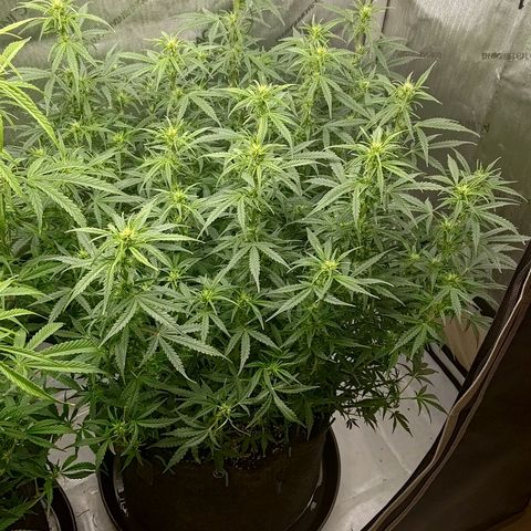 Gorilla Cookies #2 growlog timeline photo