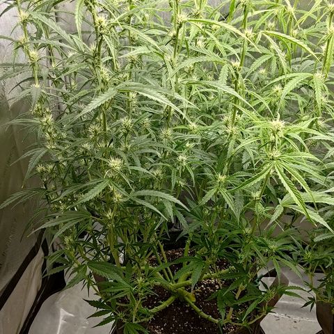 Gorilla Cookies #1 growlog timeline photo