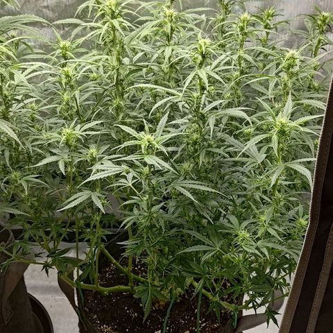 Gorilla Cookies #2 growlog timeline photo