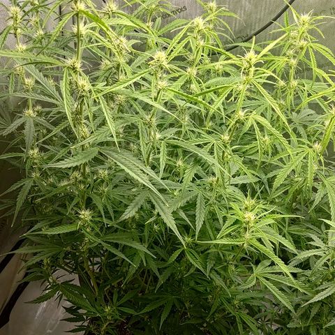 Gorilla Cookies #1 growlog timeline photo