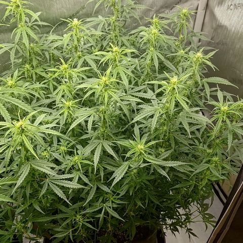 Gorilla Cookies #2 growlog timeline photo