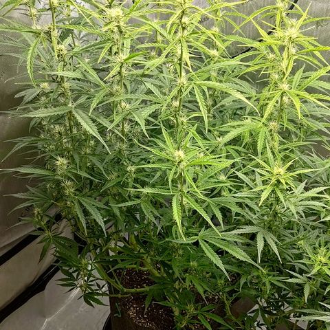 Gorilla Cookies #1 growlog timeline photo