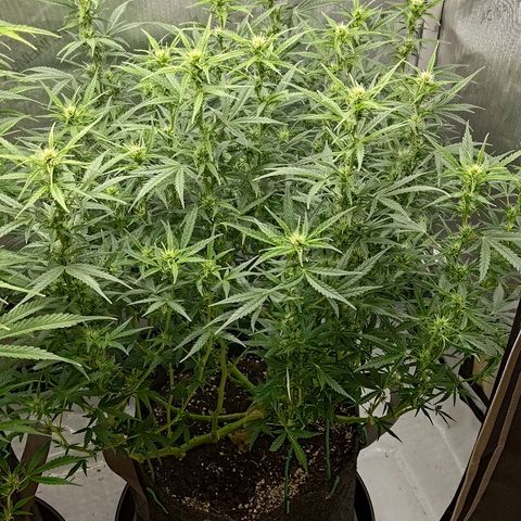 Gorilla Cookies #2 growlog timeline photo