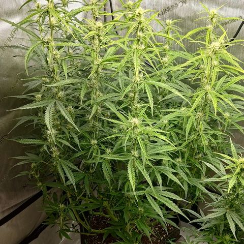 Gorilla Cookies #1 growlog timeline photo