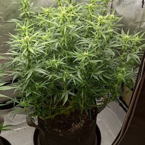 Gorilla Cookies #2 growlog timeline photo