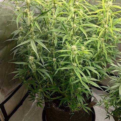 Gorilla Cookies #1 growlog timeline photo
