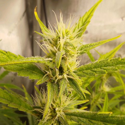 Gorilla Cookies #1 growlog timeline photo