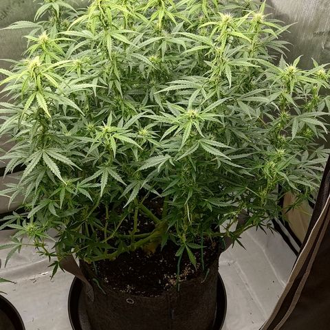 Gorilla Cookies #2 growlog timeline photo