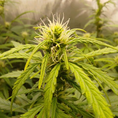Gorilla Cookies #2 growlog timeline photo