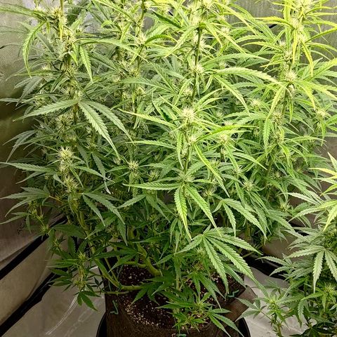 Gorilla Cookies #1 growlog timeline photo
