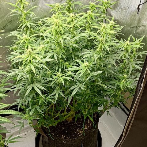 Gorilla Cookies #2 growlog timeline photo