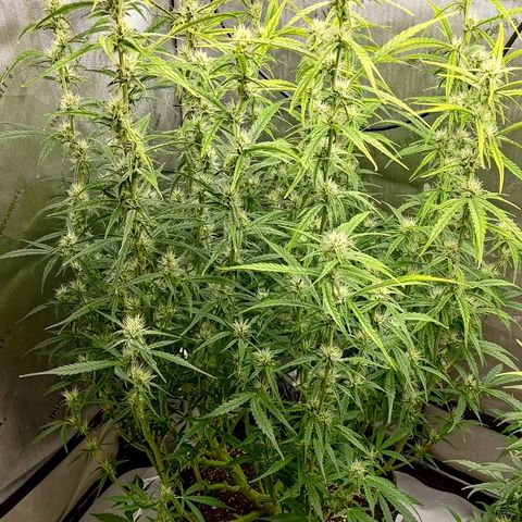 Gorilla Cookies #1 growlog timeline photo