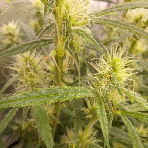 Gorilla Cookies #1 growlog timeline photo