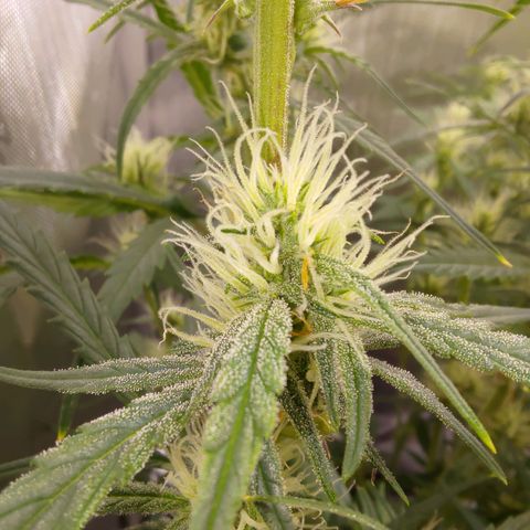 Gorilla Cookies #1 growlog timeline photo