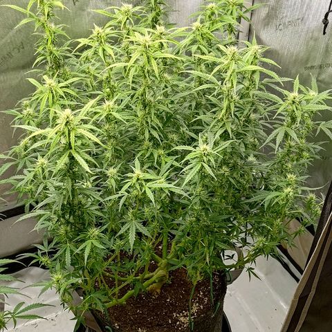 Gorilla Cookies #2 growlog timeline photo