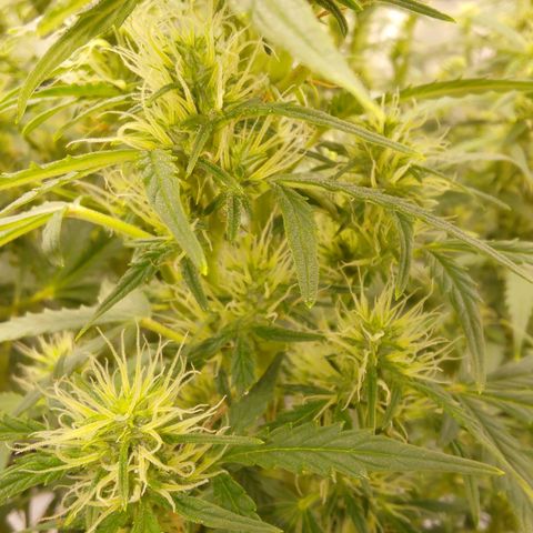Gorilla Cookies #2 growlog timeline photo
