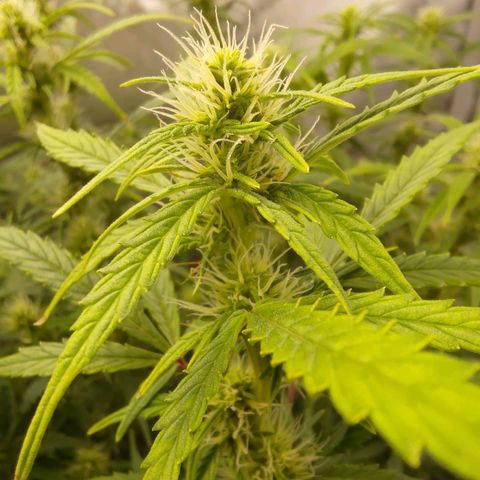 Gorilla Cookies #2 growlog timeline photo