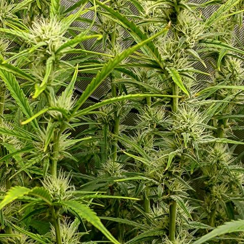 Gorilla Cookies #1 growlog timeline photo