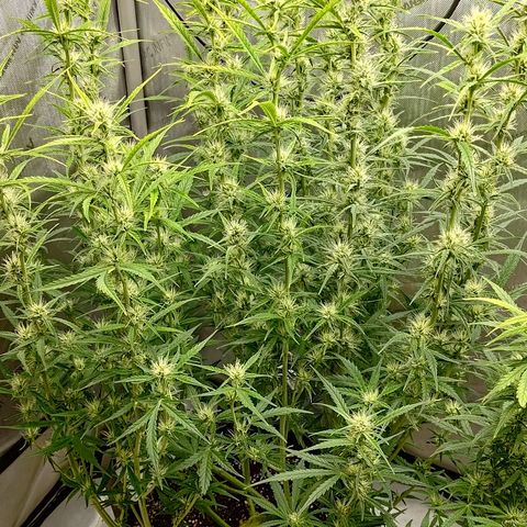 Gorilla Cookies #1 growlog timeline photo