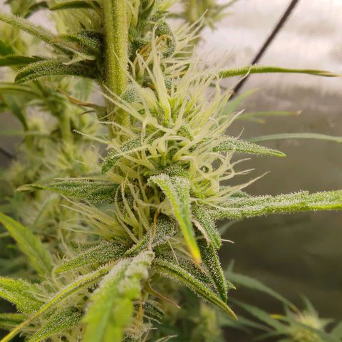 Gorilla Cookies #1 growlog timeline photo