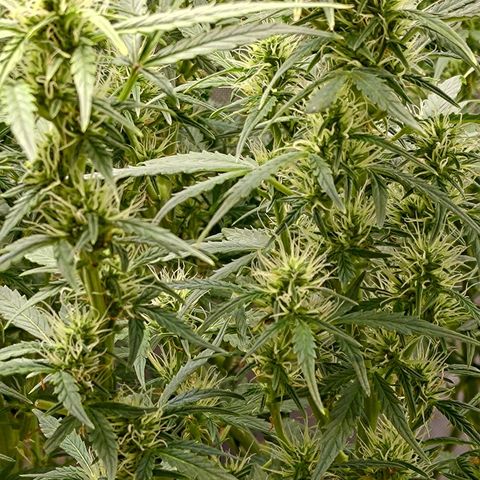 Gorilla Cookies #2 growlog timeline photo