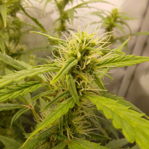 Gorilla Cookies #2 growlog timeline photo