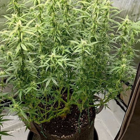 Gorilla Cookies #2 growlog timeline photo
