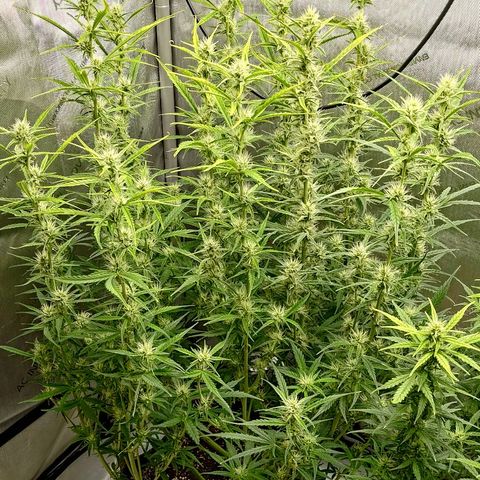 Gorilla Cookies #1 growlog timeline photo