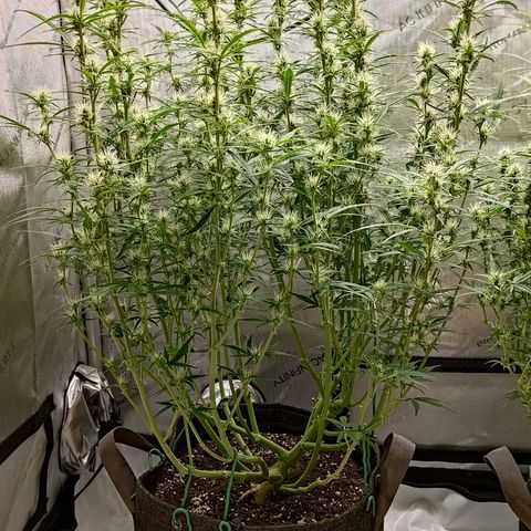 Gorilla Cookies #1 growlog timeline photo