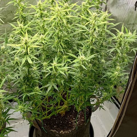 Gorilla Cookies #2 growlog timeline photo