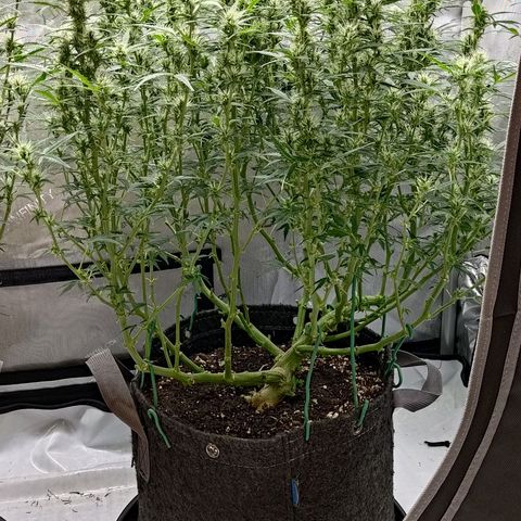 Gorilla Cookies #2 growlog timeline photo