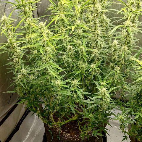 Gorilla Cookies #1 growlog timeline photo