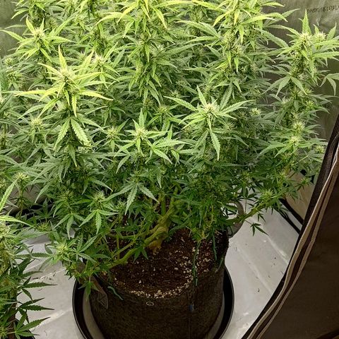 Gorilla Cookies #2 growlog timeline photo