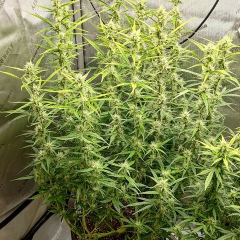 Gorilla Cookies #1 growlog timeline photo