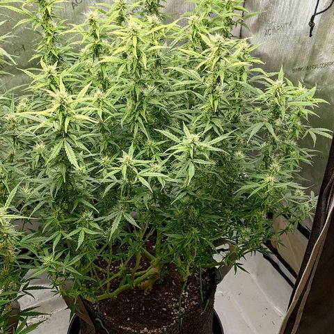 Gorilla Cookies #2 growlog timeline photo
