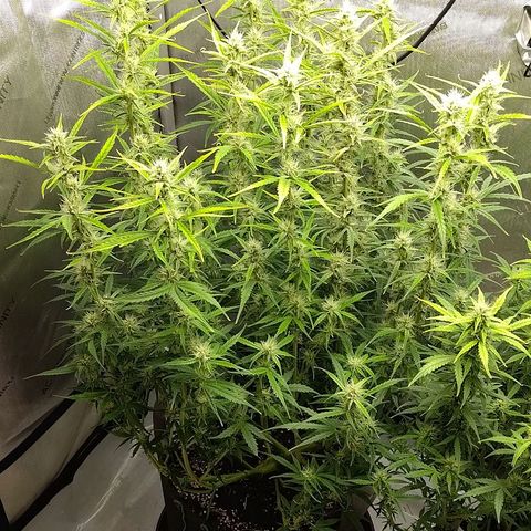 Gorilla Cookies #1 growlog timeline photo
