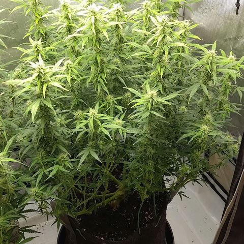 Gorilla Cookies #2 growlog timeline photo