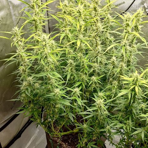 Gorilla Cookies #1 growlog timeline photo