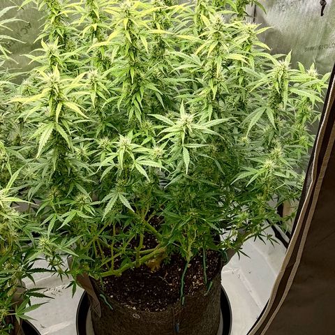 Gorilla Cookies #2 growlog timeline photo