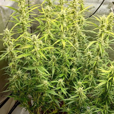 Gorilla Cookies #1 growlog timeline photo