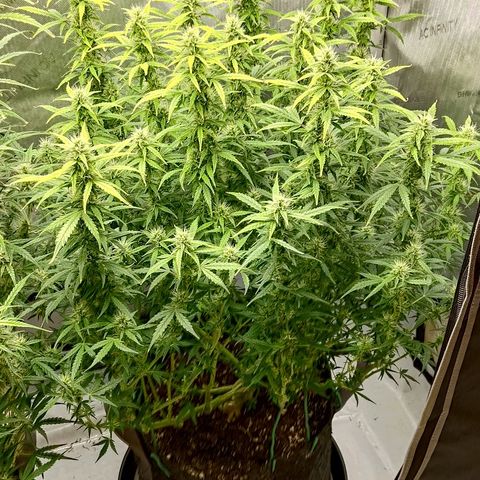 Gorilla Cookies #2 growlog timeline photo