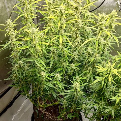 Gorilla Cookies #1 growlog timeline photo