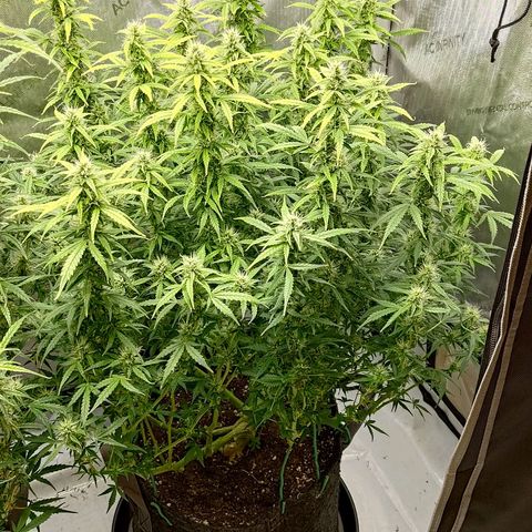 Gorilla Cookies #2 growlog timeline photo