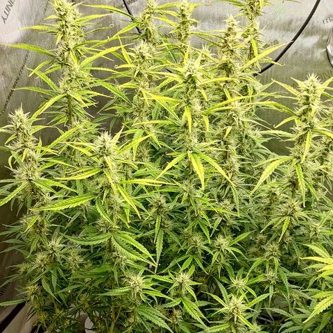 Gorilla Cookies #1 growlog timeline photo