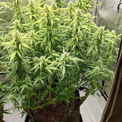 Gorilla Cookies #2 growlog timeline photo