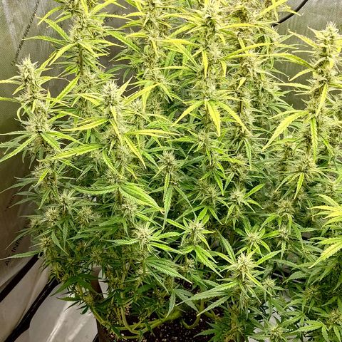 Gorilla Cookies #1 growlog timeline photo