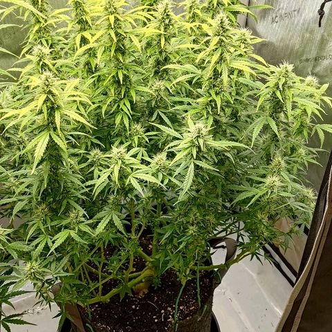 Gorilla Cookies #2 growlog timeline photo